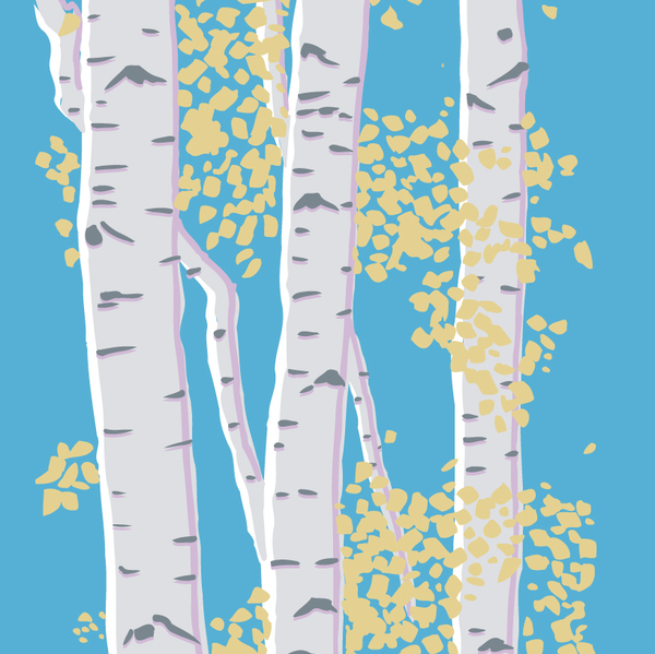 sympa-birch trees