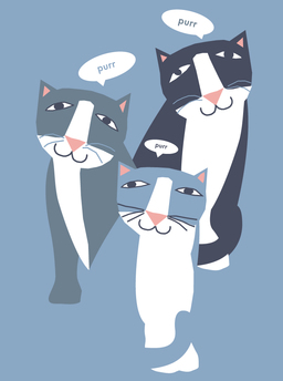 bday-three cats