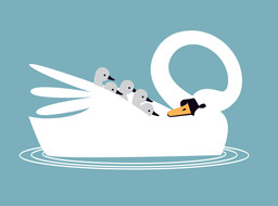 mothr-swan and babies