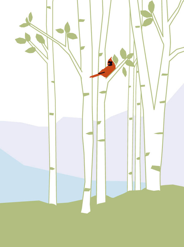sympa-birch trees with cardinal