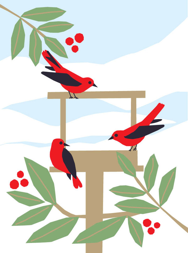 xmas-tanagers at winter feeder